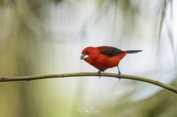 Photo Fueguero Escarlata