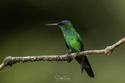 Foto Picaflor Corona Violácea