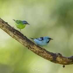 Foto Saí Azul