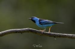 Foto Saí Azul