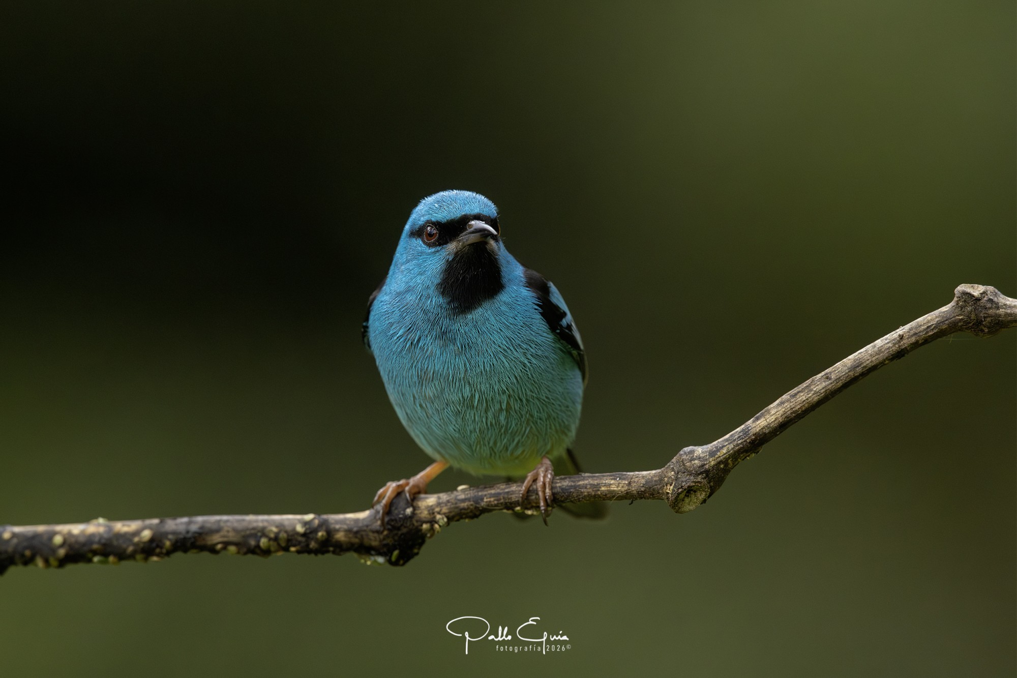 Foto Saí Azul