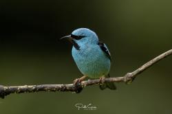 Foto Saí Azul
