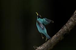 Foto Mielero Verde