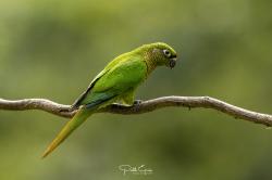 Foto Chiripepé Cabeza Verde
