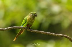 Foto Chiripepé Cabeza Verde