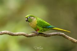 Foto Chiripepé Cabeza Verde