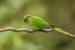 Foto Chiripepé Cabeza Verde