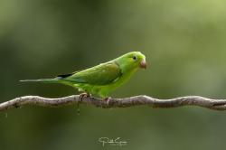 Photo Catita Tirica
