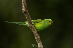 Photo Catita Tirica