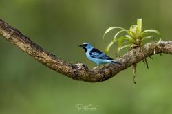 Foto Saí Azul