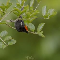 Photo Tangara Crestiflama