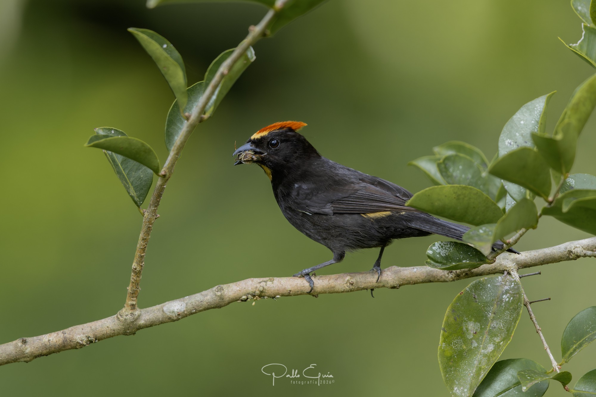 Foto Tangara Crestiflama