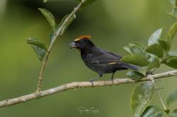 Photo Tangara Crestiflama