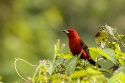 Photo Fueguero Escarlata