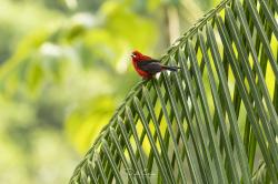 Photo Fueguero Escarlata