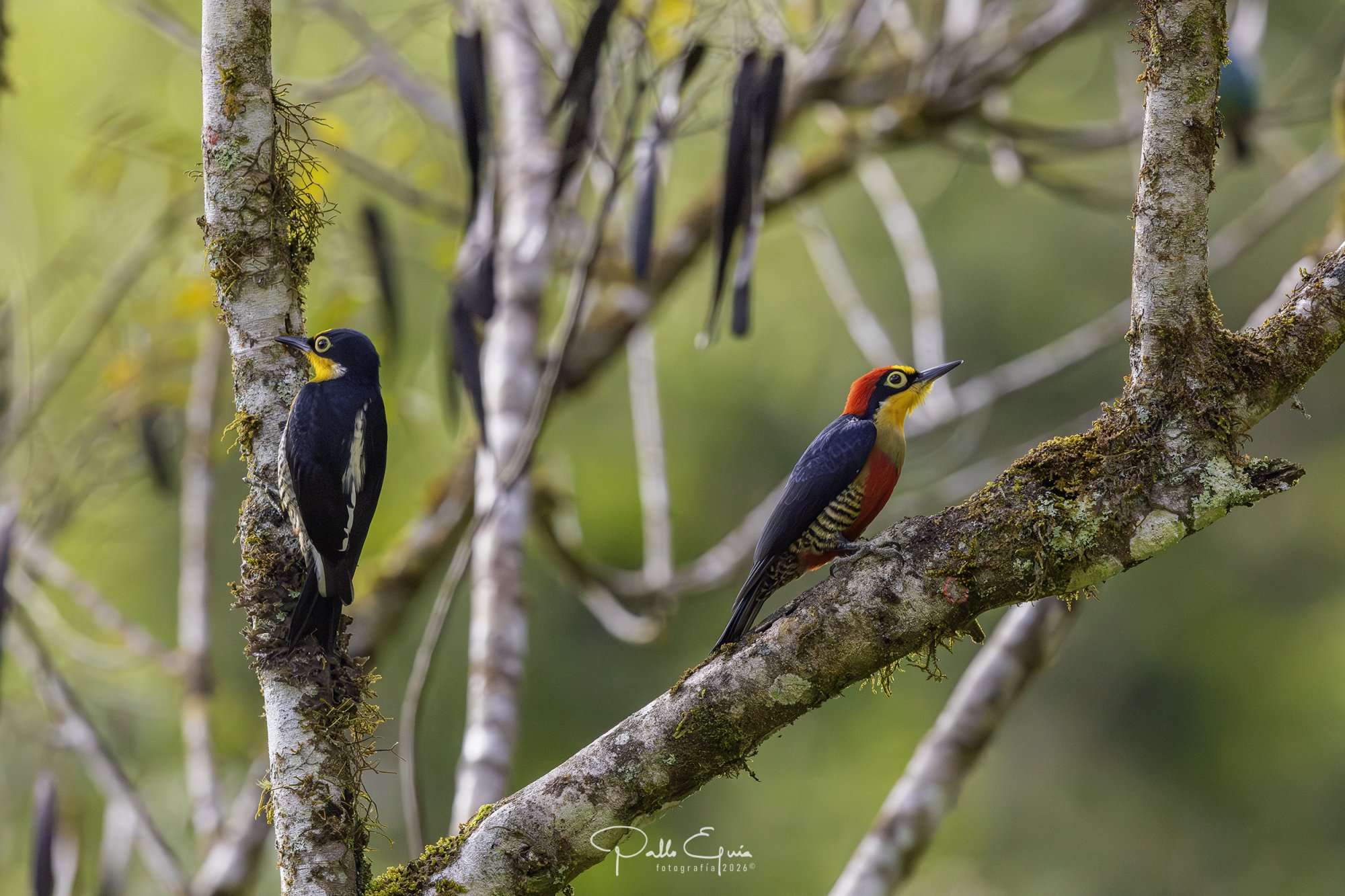 Foto Carpintero Arcoiris