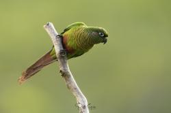 Foto Chiripepé Cabeza Verde