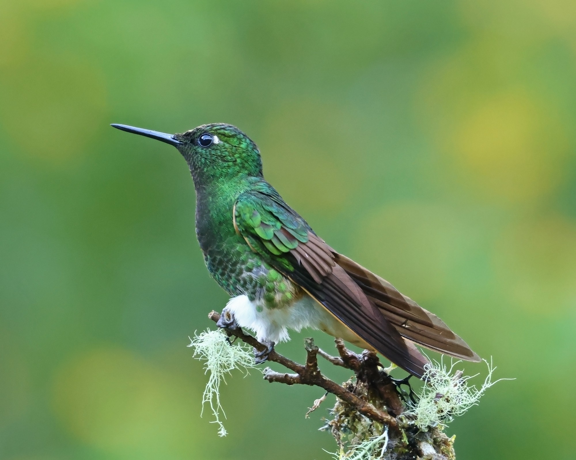 Photo Colibrí Colihabano