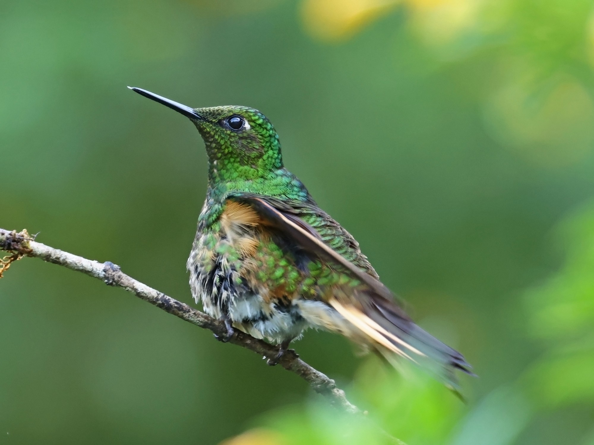 Photo Colibrí Colihabano