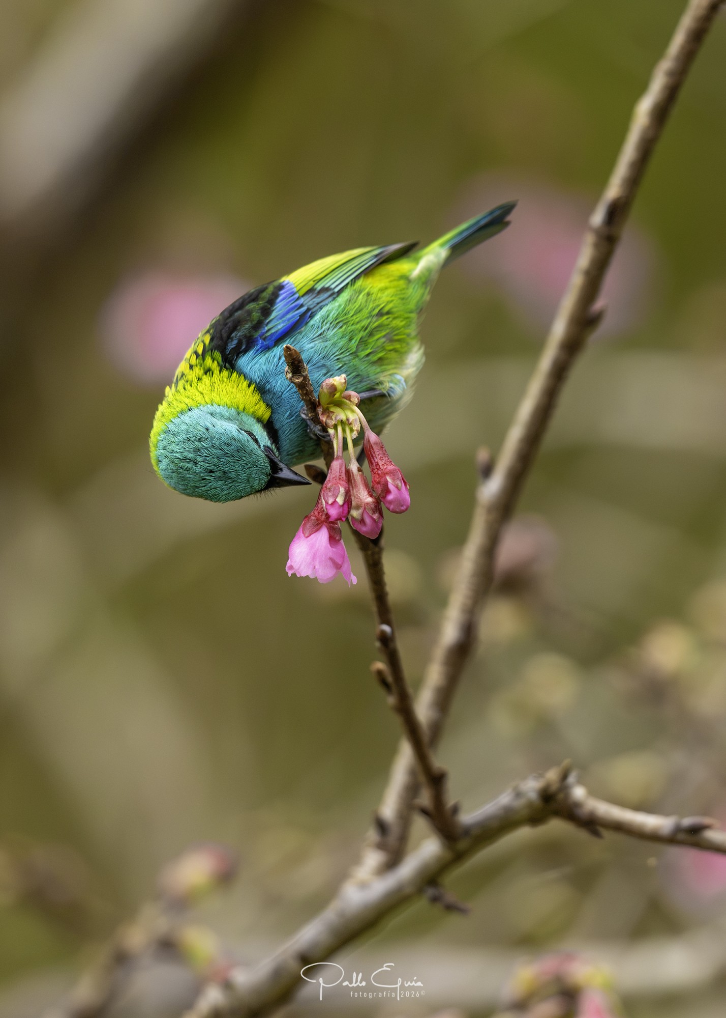 Foto Saíra Arcoiris