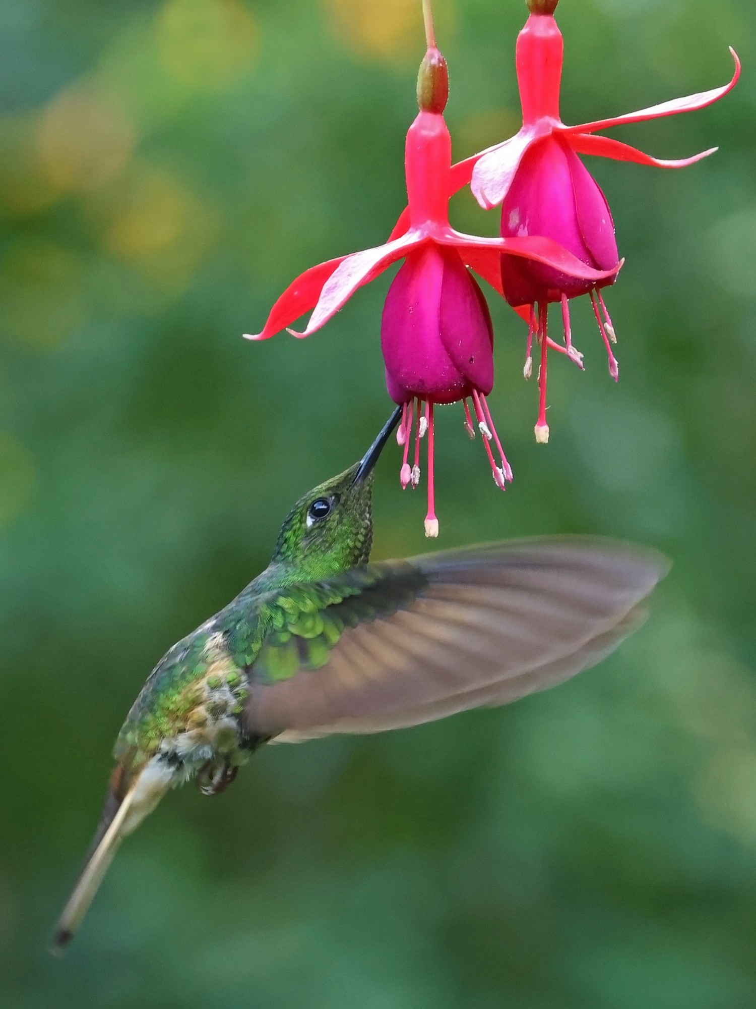 Photo Colibrí Colihabano