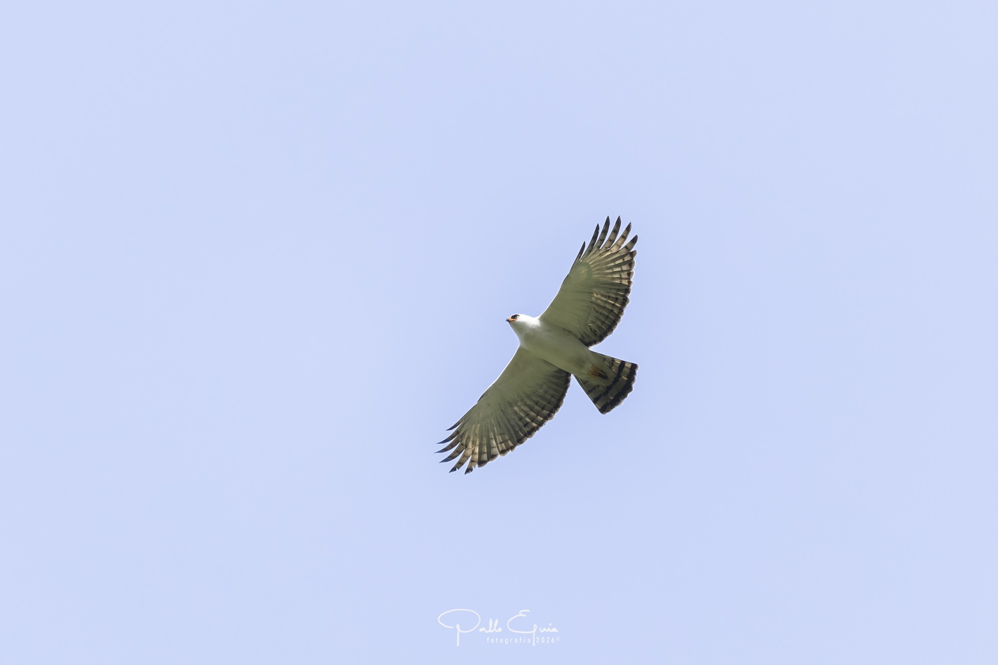 Foto Águila Viuda