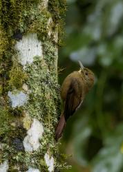 Foto Arapasú