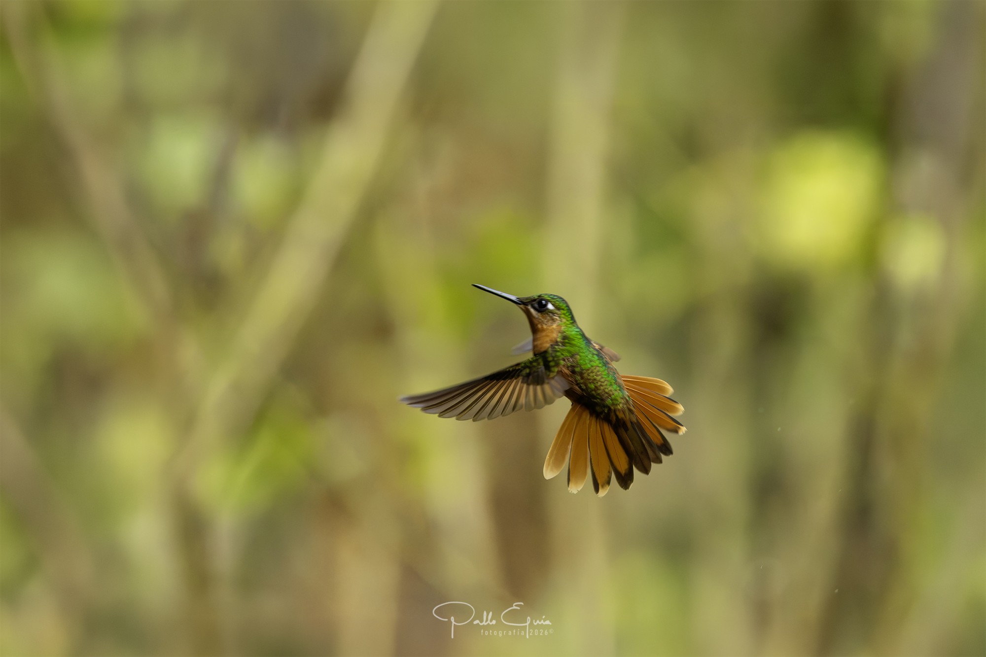 Foto Colibrí Colirrojo