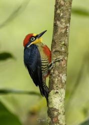 Photo Carpintero Arcoiris