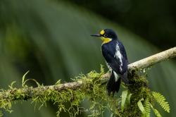 Photo Carpintero Arcoiris