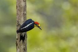 Photo Carpintero Arcoiris