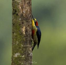 Photo Carpintero Arcoiris