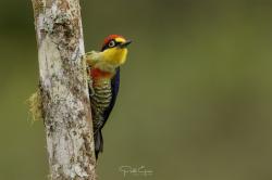 Photo Carpintero Arcoiris