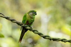 Foto Chiripepé Cabeza Verde