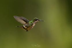 Foto Coqueta Verde