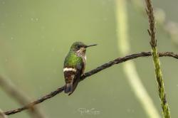 Foto Coqueta Verde