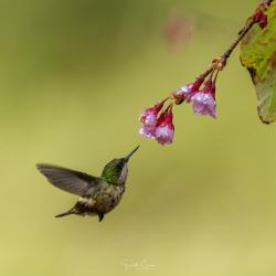 Foto Coqueta Verde