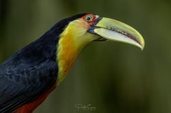 Foto Tucán Pico Verde