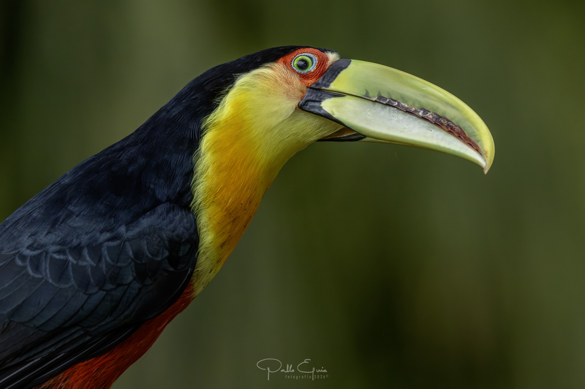 Foto Tucán Pico Verde