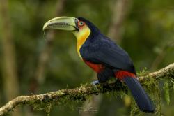 Foto Tucán Pico Verde