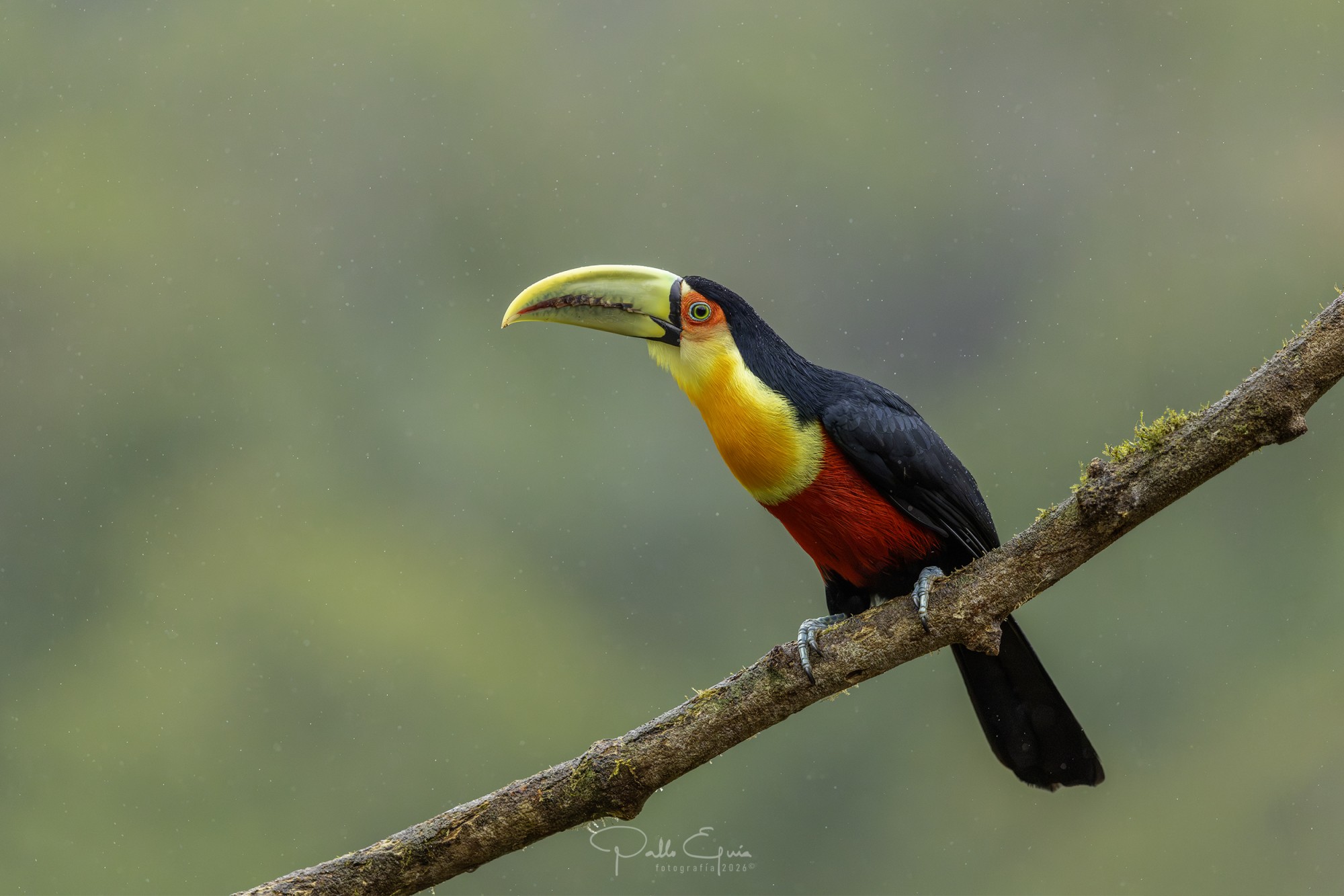 Foto Tucán Pico Verde