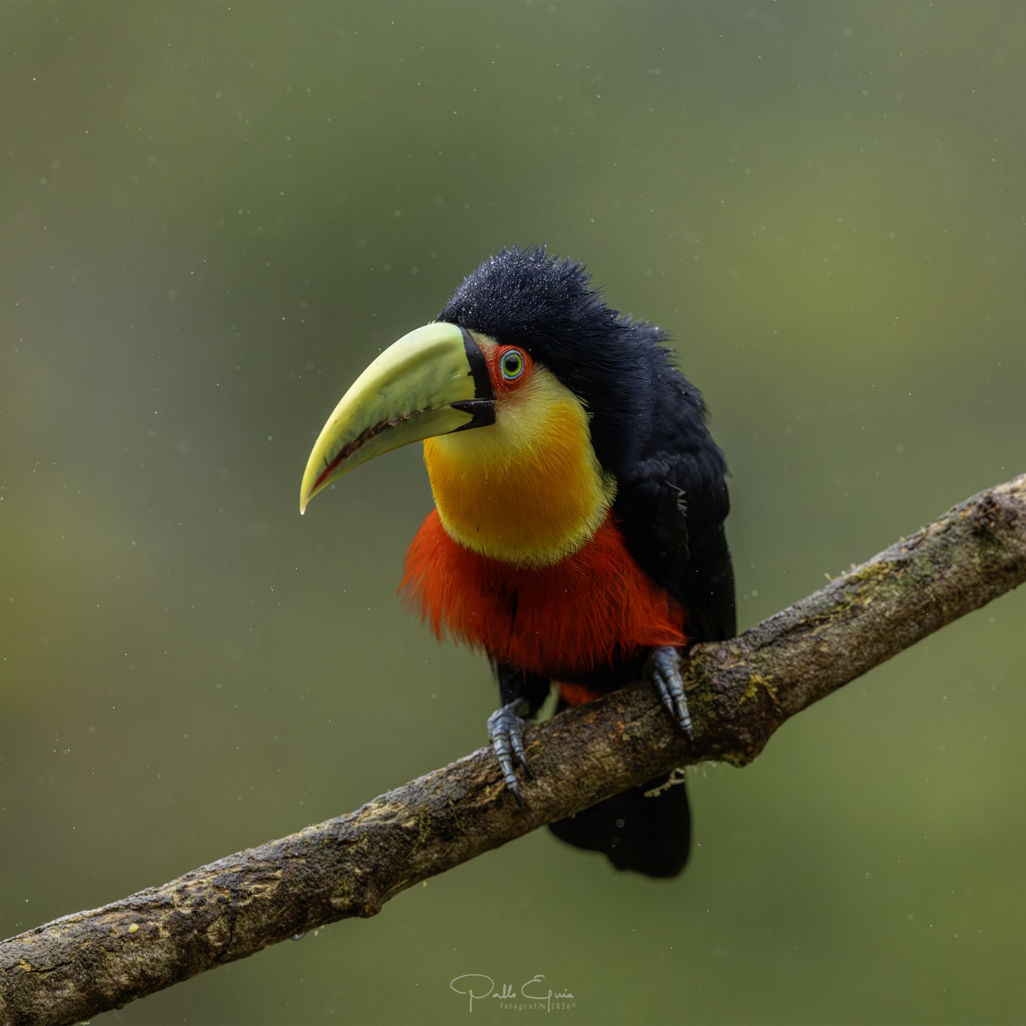Foto Tucán Pico Verde