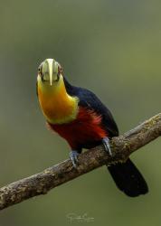 Foto Tucán Pico Verde