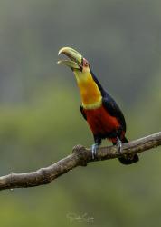 Foto Tucán Pico Verde