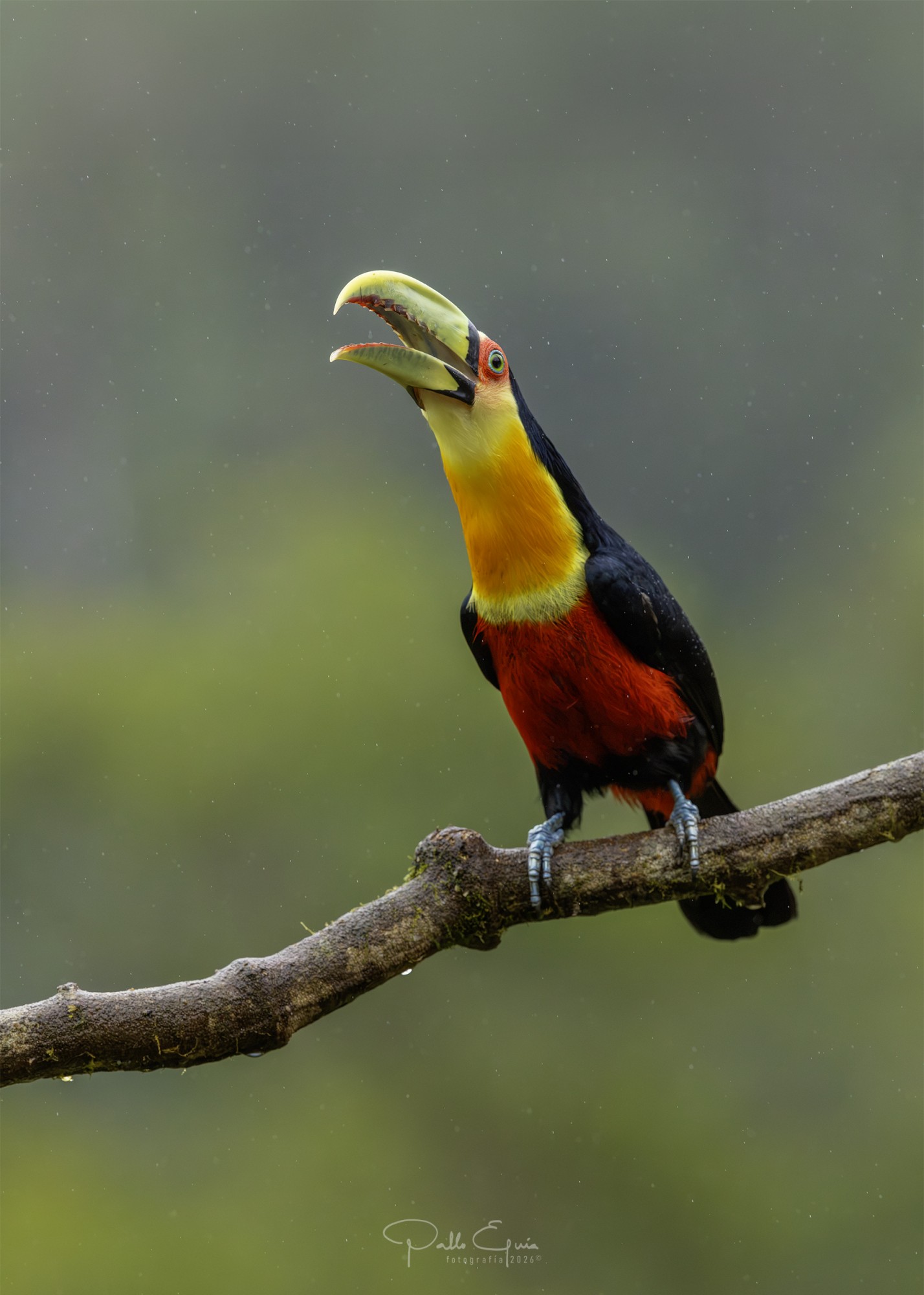 Foto Tucán Pico Verde