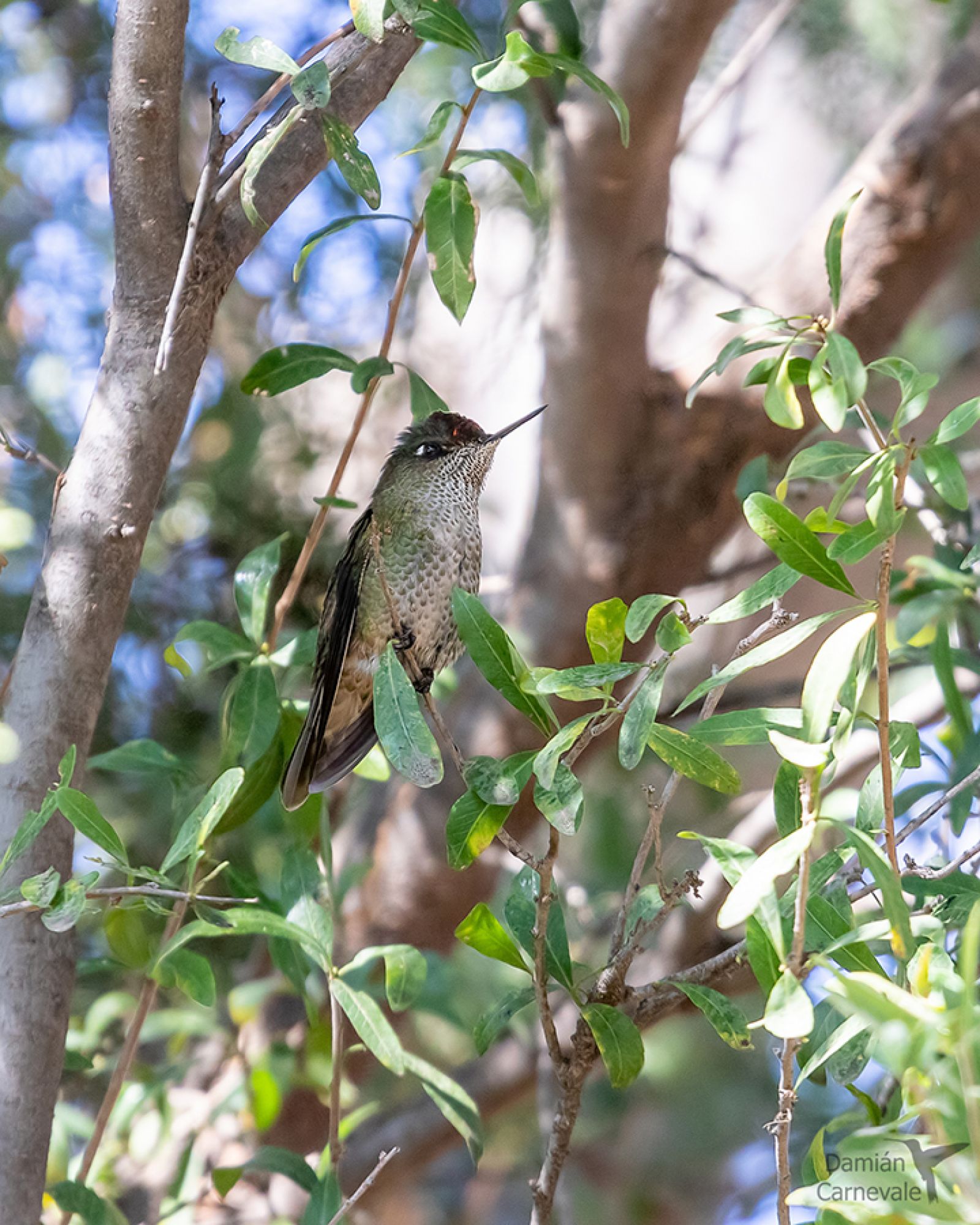 Picaflor Rubí (Sephanoides sephaniodes)