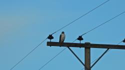Foto Aguilucho Común
