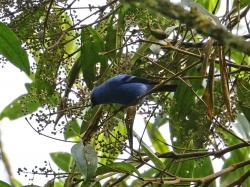 Foto Tangara Negriazul