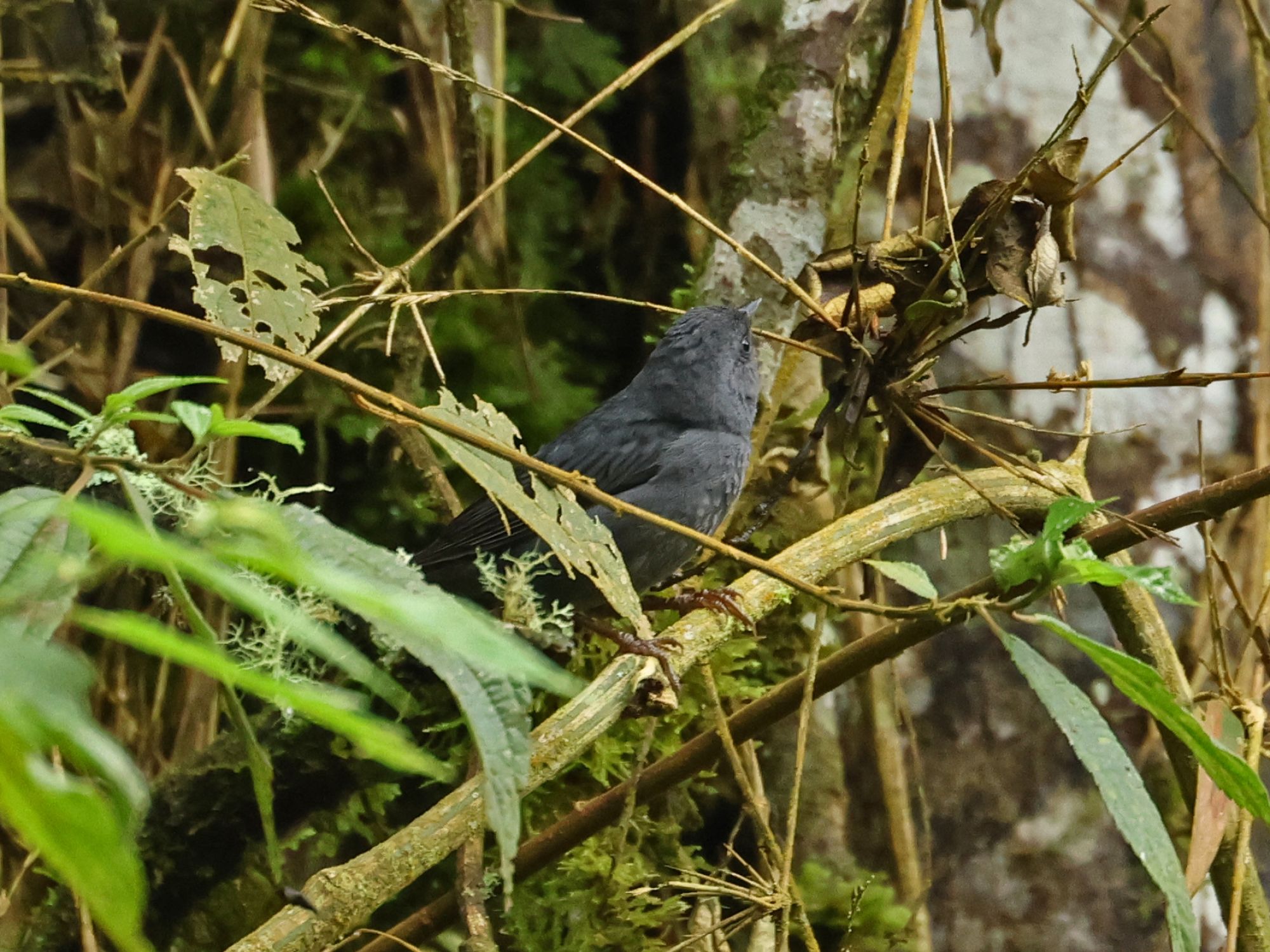 Myornis&nbsp;senilis