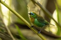 Photo Tángara de Pecho Bronceado